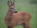 roe_deer_bock_radjur_smorblomma_sommar_ang_ingemar_pettersson_rd265