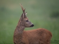 roe_deer_bock_radjur_smorblomma_sommar_ang_ingemar_pettersson_rd266