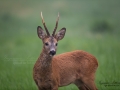 roe_deer_bock_radjur_smorblomma_sommar_ang_ingemar_pettersson_rd267