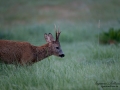 roe_deer_bock_radjur_smorblomma_sommar_ang_ingemar_pettersson_rd272