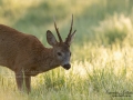 roe_deer_bock_radjur_smorblomma_sommar_ang_ingemar_pettersson_rd283