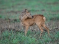 roe_deer_kid_radjur_ipnaturfoto_se_rd243