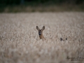 roe_deer_kid_spannmal_radjur_get_ipnaturfoto_se_rd202