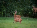 roe_deer_radjur_bock_get_brunst_ipnaturfoto_se_rd225