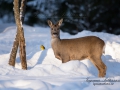 vinter_radjur_ipnaturfoto_se_rd136