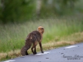 rav_ipnaturfoto_se_rav41