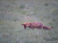 rav_ipnaturfoto_se_rav45