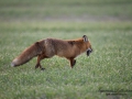 redfox_fox_ipnaturfoto_se_rav_rav80