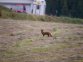 redfox_fox_ipnaturfoto_se_rav_rav81