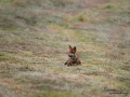 redfox_fox_ipnaturfoto_se_rav_rav82