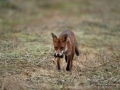 redfox_fox_ipnaturfoto_se_rav_rav83