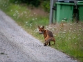 redfox_fox_ipnaturfoto_se_rav_rav84