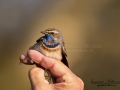 ringmarkning_blahake_ipnaturfoto_se_rm59