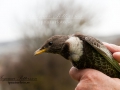 ringtrast_ringmarkning_ipnaturfoto_se_rm64