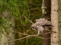 Bartkauz_Strix_nebulosa_lappuggla_uggla_ingemar_pettersson_ipnaturfoto_se_rf156