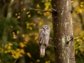 Bartkauz_Strix_nebulosa_lappuggla_uggla_ingemar_pettersson_ipnaturfoto_se_rf157