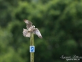 aftonfalk_ipnaturfoto_se_ingemar_pettersson_red_footed_falcon_rf143