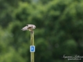 aftonfalk_ipnaturfoto_se_ingemar_pettersson_red_footed_falcon_rf144