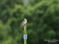 aftonfalk_ipnaturfoto_se_ingemar_pettersson_red_footed_falcon_rf145