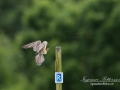 aftonfalk_ipnaturfoto_se_ingemar_pettersson_red_footed_falcon_rf146