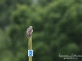 aftonfalk_ipnaturfoto_se_ingemar_pettersson_red_footed_falcon_rf147