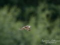 aftonfalk_ipnaturfoto_se_ingemar_pettersson_red_footed_falcon_rf148