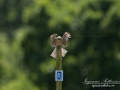 aftonfalk_ipnaturfoto_se_ingemar_pettersson_red_footed_falcon_rf149