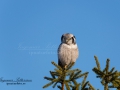 hokuggla_hawk_owl_ipnaturfoto_se_rf133