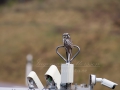 hokuggla_ipnaturfoto_se_owl_uggla_rf126