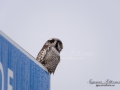 hokuggla_uggla_owl_ipnaturfoto_se_rf129