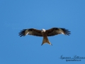 rod_glada_rotmilan_milvus_red_kite_ipnaturfoto_se_rf151