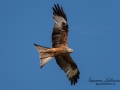 rod_glada_rotmilan_milvus_red_kite_ipnaturfoto_se_rf152