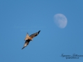 rod_glada_rotmilan_milvus_red_kite_ipnaturfoto_se_rf153