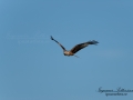 rod_glada_rotmilan_milvus_red_kite_ipnaturfoto_se_rf154