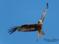 rod_glada_rotmilan_milvus_red_kite_ipnaturfoto_se_rf155