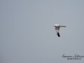 stapphok_ipnaturfoto_se_rf85.jpg