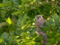 tornfalk_Falco_tinnunculus_kestrel_Turmfalke_ipnaturfoto_se_rf141