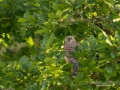 tornfalk_Falco_tinnunculus_kestrel_Turmfalke_ipnaturfoto_se_rf142