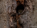 uggla_sparvuggla_pygmy_owl_sperlingskauz_ipnaturfoto_se_rf158