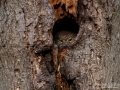 uggla_sparvuggla_pygmy_owl_sperlingskauz_ipnaturfoto_se_rf159