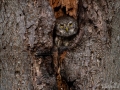 uggla_sparvuggla_pygmy_owl_sperlingskauz_ipnaturfoto_se_rf160