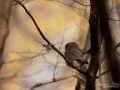 uggla_sparvuggla_pygmy_owl_sperlingskauz_ipnaturfoto_se_rf163