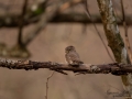 uggla_sparvuggla_pygmy_owl_sperlingskauz_ipnaturfoto_se_rf164