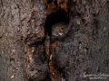 uggla_sparvuggla_pygmy_owl_sperlingskauz_ipnaturfoto_se_rf165