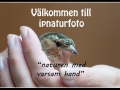 Naturen med varsam hand,