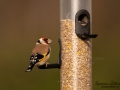 goldfinch_ipnaturfoto_se_steglits_vivara_cjwildlife_fagelmatning_ft540