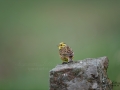 gulsparv_sparv_fich_Emberiza_citrinella_Yellowhammer_ipnaturfoto_se_ft543