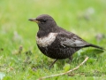 ring_ouzel_ringtrast_ipnaturfoto_se_turdus_torquatus_ft426