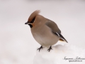 sidensvans_ipnaturfoto_se_Bohemian_waxwing_ft409