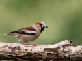 stenknack_hawfinch_ipnaturfoto_se_ft502